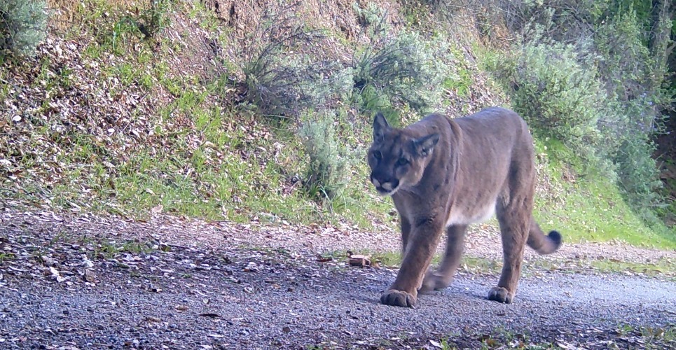 Wildlife Thesaurus Top 10 Native Animals with Nicknames